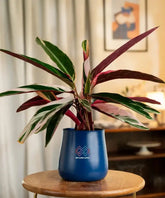 Calathea Triostar Plant in a blue pot, showcasing colorful foliage perfect for home or office spaces with indirect sunlight.